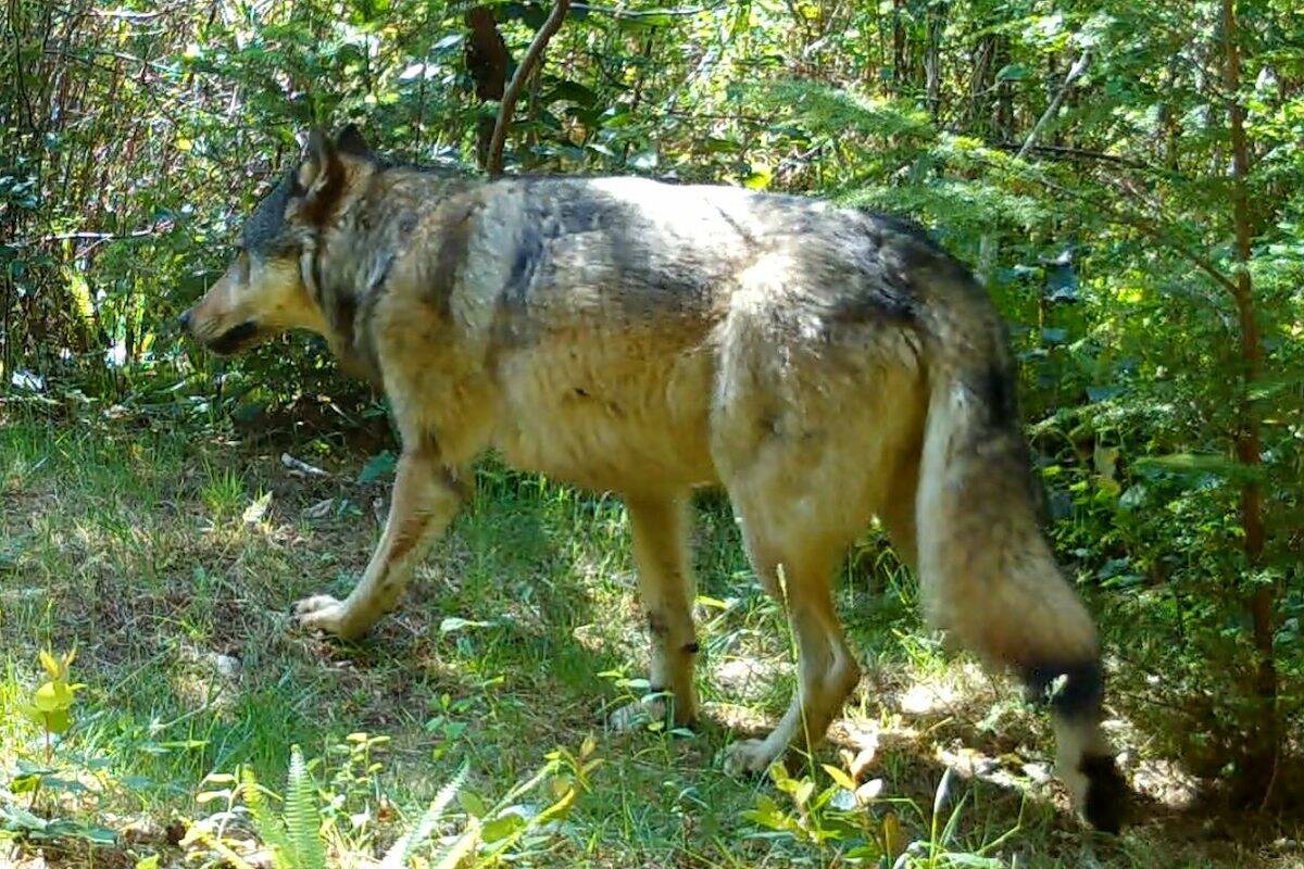 Vancouver Island wildlife group warns against sharing wolf sightings online